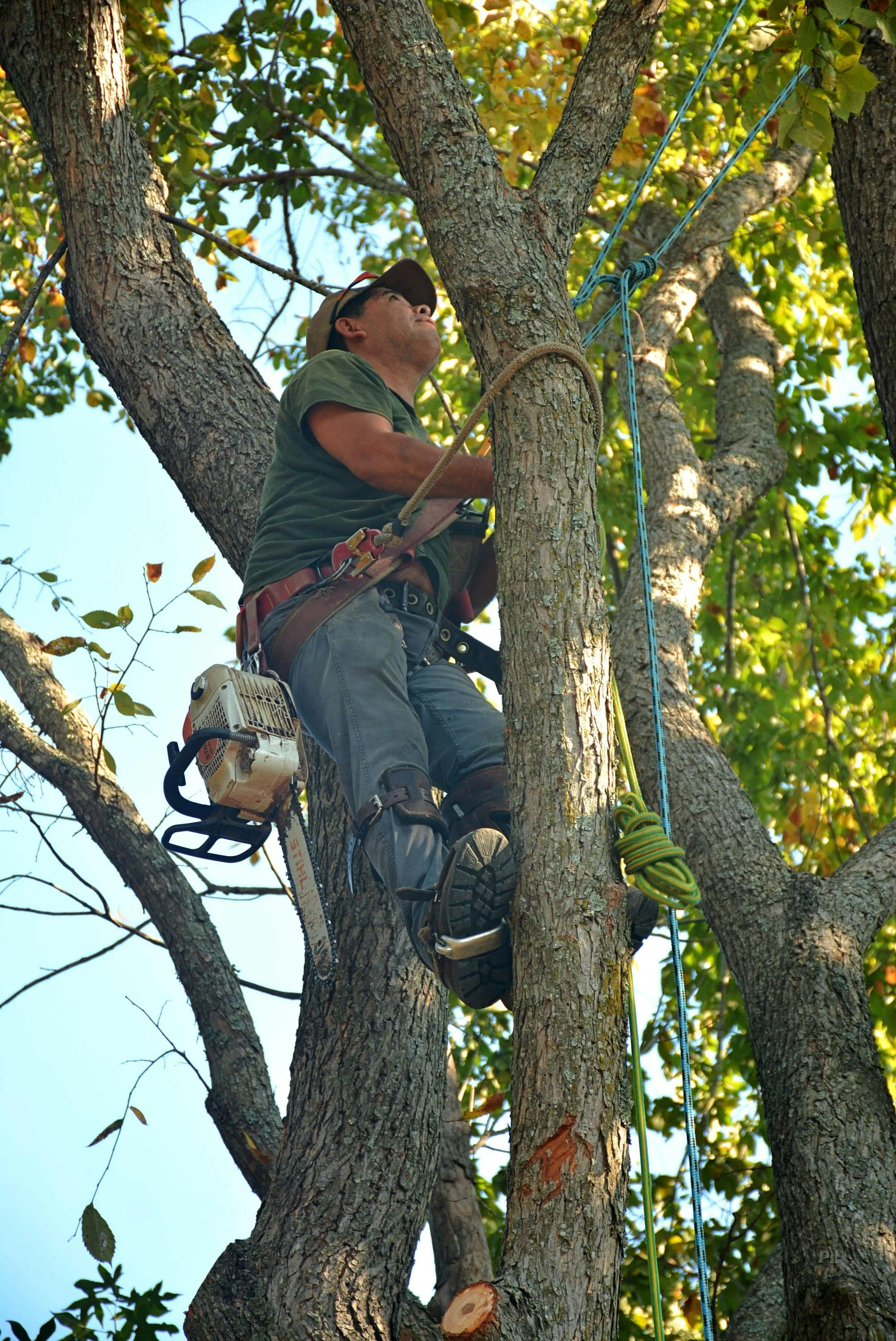 Arborist Services/Vegetation